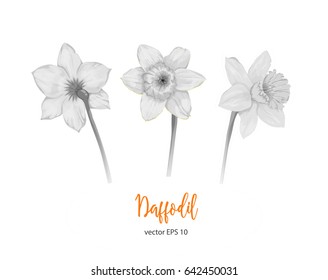 Vector painted flower daffodil. Narcissus. Isolated set on a white background. Beautiful plants. Botany. Black and White. 