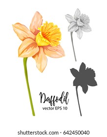 Vector painted flower daffodil. Narcissus. Isolated set on a white background. Beautiful plants. Botany. Silhouette.