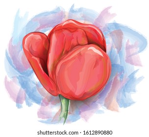 Vector painted tulip with background. Aquarelle drawn flower. Watercolor red tulip.