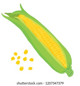 Vector painterly set with corn and corn seeds; editable, scalable illustration, isolated on a white background. Use it for recipes, restaurant menus and as food elements.