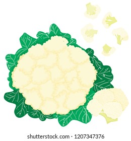 Vector painterly set with whole coliflower and small pieces editable, scalable illustration, isolated on a white background. Use it for recipes, restaurant menus and as food elements.