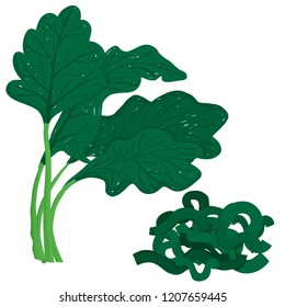 Vector painterly set with whole spinach and chopped; editable, scalable illustration, isolated on a white background. Use it for recipes, restaurant menus and as food elements.