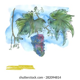A vector painting of grape against blue sky, initially made in watercolor and Chinese ink
