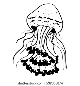 Vector painting jellyfish. Medusa Illustration isolated on white background, element tattoo design, cartoon, doodle.
