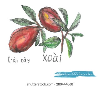 A vector painting of mango and its hand written name in Vietnamese, watercolor and Chinese ink, against white background