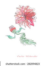 A vector painting of a red Dahlia flower, initially made in watercolor and Chinese ink