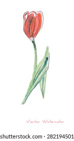 A vector painting of a single tulip flower against white background initially made in watercolor and Chinese ink