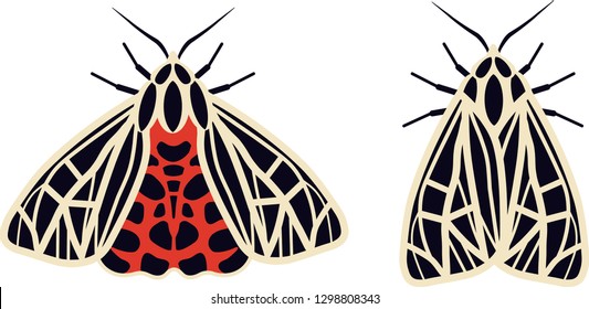 Vector. Pair of tiger moths with open and closed wings.