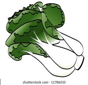Vector Pak Choi (Chinese Cabbage) isolated on white