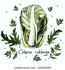 Vector Pak Choi (Chinese Cabbage) isolated on white.  Hand drawing.