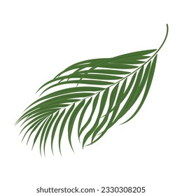 Vector palm branch, isolated. Vector leaf collection