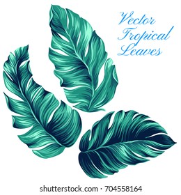 vector palm illustrations, isolated on white. Beautiful palm leaves. Graphic design elements, isolated, Tropical design elements.