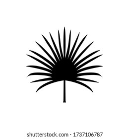 vector palm leaf. exotic leaf isolated