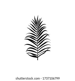 vector palm leaf. exotic leaf isolated