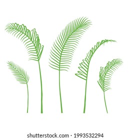 Vector palm leaf. Green bangalow palm leaves collection isolated on white background