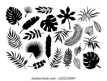 Vector Palm leaf icons set. Black tropical plants leaves silhouette exotic collection. Monstera, fan palm, banana, eucalyptus, coconut palm leaves isolated on white background.