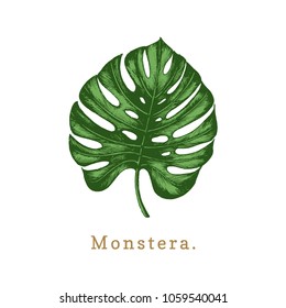 Vector palm leaf illustration on white background. Poster with Monstera.