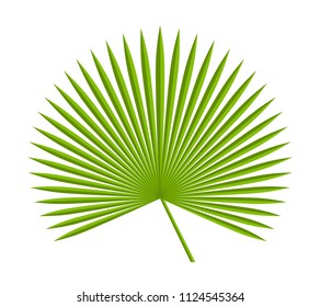 vector palm leaf isolated on white background