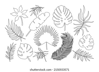 Vector Palm Leaf Outline Icons Set. Line Art Tropical Plants Leaves Silhouette Exotic Collection. Monstera, Fan Palm, Banana, Eucalyptus, Coconut Palm Leaves Isolated On White Background.