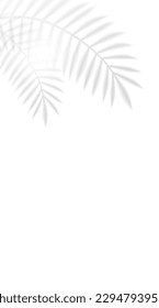 Vector Palm Leaf Shadow Casted On The Wall With Text Space. 