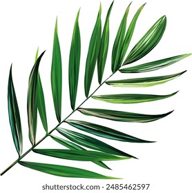 Vector palm leaf. Tropical plant is bright. Paradise, Hawaii, exotic