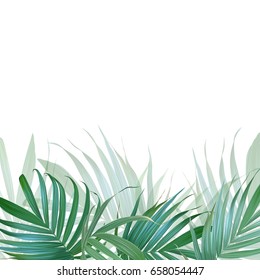 Vector palm leaves background. Tropical banner. Stylish poster with exotic plants. Hawaiian design. Botanical composition. Card with banana leaf.