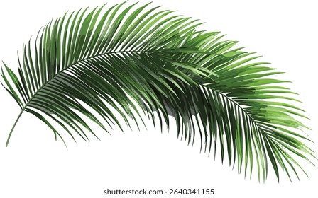 Vector palm leaves, cut out tropical foliage, transparent backgrounds, exotic plants, green palm fronds, summer theme, nature design, jungle leaves, beach palm decoration.