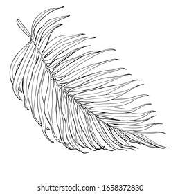 Hojas de palma vectoriales, hojas de selva aisladas en fondo blanco. Esbozo de hojas de palmera.Ilustración botánica tropical, follaje verde, elementos florales. Plantas tropicales de verano.