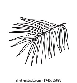 Hojas de palma vectoriales, hojas de selva aisladas en fondo blanco. Esbozo de hojas de palmera.Ilustración botánica tropical, follaje verde, elementos florales. Plantas tropicales de verano