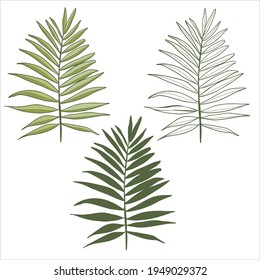 Vector palm leaves, jungle leaves isolated on white background. Palm Leaf Sketch.Tropical botanical illustration, green foliage, floral elements. Summer Tropical Plants.
