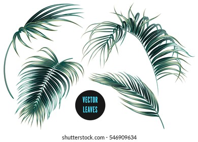 Vector palm leaves, jungle leaf set isolated on white background. Tropical botanical illustrations, green foliage, floral elements