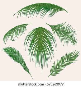 Vector Palm Leaves Jungle Leaf Set: เวกเตอร์สต็อก (ปลอดค่าลิขสิทธิ์