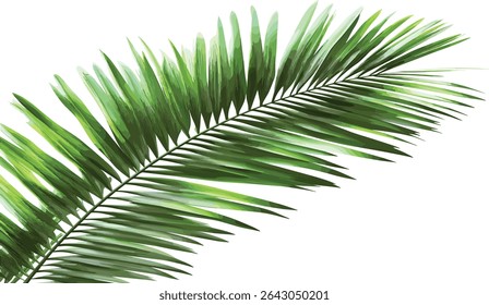 Vector palm leaves transparent background file, tropical foliage clipart, green jungle leaf, botanical nature element, rainforest flora, exotic plant silhouette, lush greenery, summer