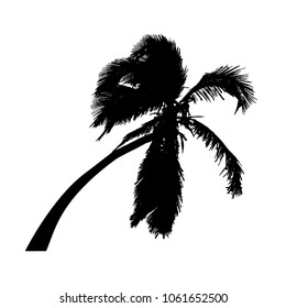 Vector palm tree black silhouette. Tilted coconut palm tree isolated on white background.
