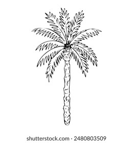 Vector palm tree black and white line illustration for tropical nature and coloring books, summer vacations and exotic designs. Hand drawn date plant sketch