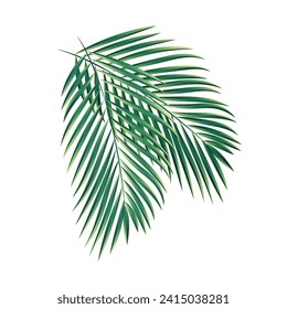 Vektor-Palmen Zweige Sammlung einzeln auf weißem Hintergrund.