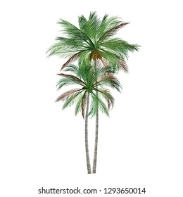 vector of palm tree icons , coconut tree icon for vacation apps and websites. Palm Tree Illustration. realistic trees.
