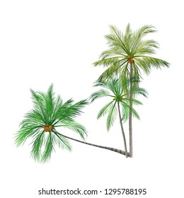vector of palm tree icons , coconut tree icon for vacation apps and websites. Palm Tree Illustration. realistic trees.