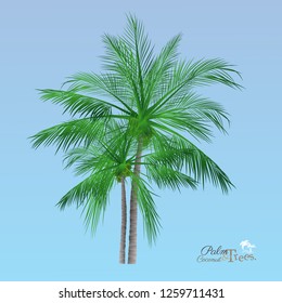 vector of palm tree icons on Blue sky, coconut tree icon for vacation apps and websites. Palm Tree Illustration. realistic trees.