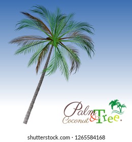 vector of palm tree icons on Blue sky, coconut tree icon for vacation apps and websites. Palm Tree Illustration. realistic trees.