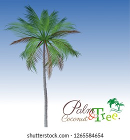 vector of palm tree icons on Blue sky, coconut tree icon for vacation apps and websites. Palm Tree Illustration. realistic trees.
