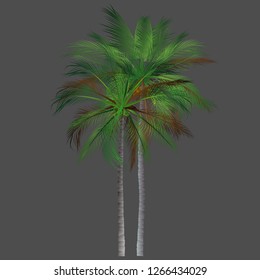vector of palm tree icons on Blue sky, coconut tree icon for vacation apps and websites. Palm Tree Illustration. realistic trees.
