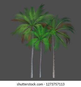 vector of palm tree icons on background, coconut tree icon for vacation apps and websites. Palm Tree Illustration. realistic trees.