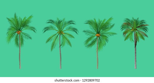 vector of palm tree icons on background, coconut tree icon for vacation apps and websites. Palm Tree Illustration. realistic trees.