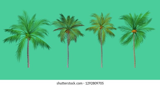 vector of palm tree icons on background, coconut tree icon for vacation apps and websites. Palm Tree Illustration. realistic trees.