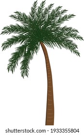 A vector Palm Tree Illustration, can be used in many artworks