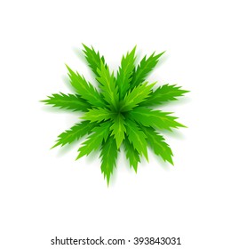 Vector palm tree isolated on a white background. View of cartoon palm tree on top. Vector illustration.