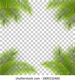 Vector palm tree leaves in the corners on transparent backfround. Tropical background. Coconut leaves frame.