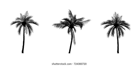 Vector Palm Tree Silhouette Icons On White Background.