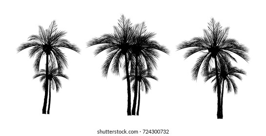 Vector palm tree silhouette icons on white background.